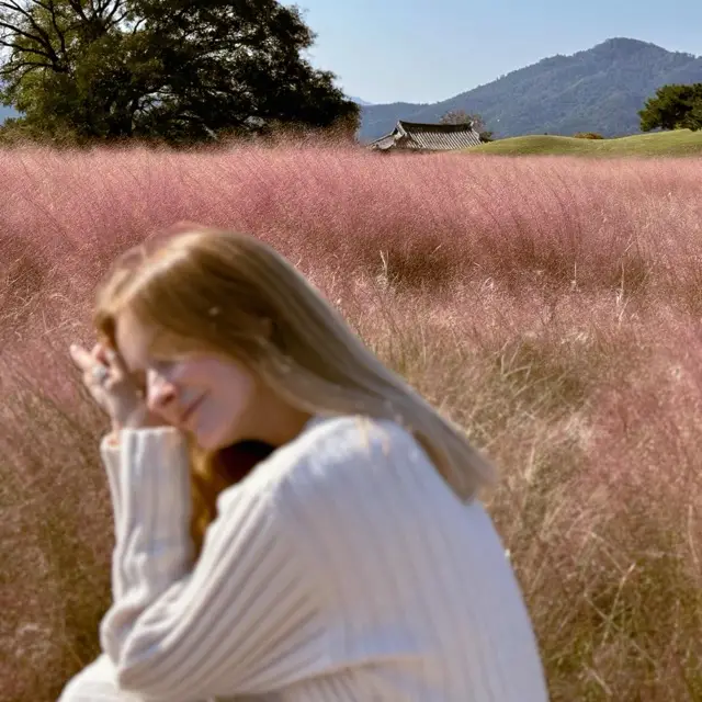 Cheomseongdae Pink Muhly, Gyeongju
