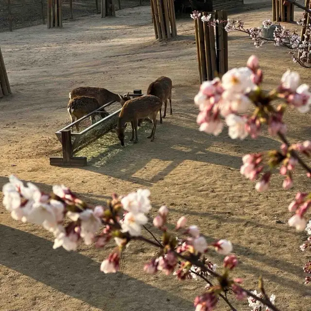 Seoul Forest Park, Seul